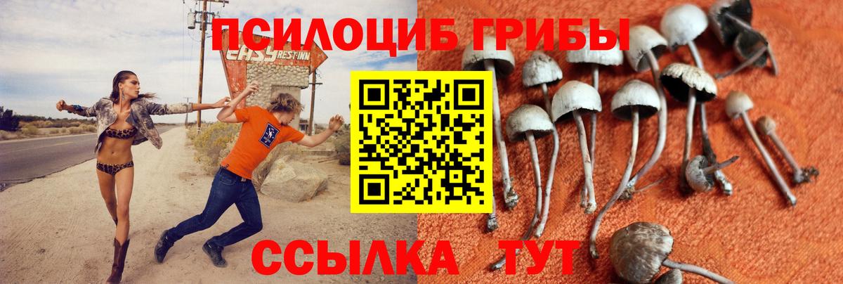 Гусиноозёрск  Псилоцибиновые грибы Cubensis  Вход с VPN 